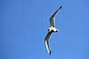 Ride. Ride flyver over stranden nedenfor kolonien p� Bulbjerg Rissa tridactyla Bulbjerg / Nordjylland   fugle M�gefugle, Laridae, rider, vinger, flyve, flyvning, fugleflugt