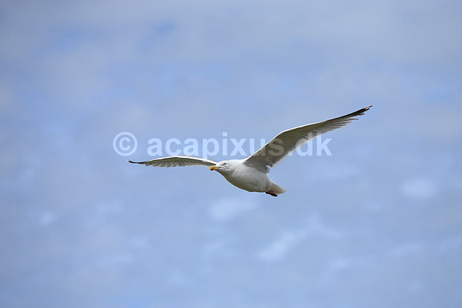 S�lvm�ge. S�lvm�ge flyver lang stranden; Larus argentatus; ; Holland; ; fugle; M�gefugle, Laridae, vinger, flyve, flyvning, fugleflugt