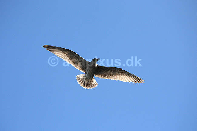 S�lvm�ge. S�lvm�ge (ungfugl) flyver over ride kolonien p� Bulbjerg i s�gen efter bytte; Larus argentatus; Bulbjerg / Nordjylland; ; ; fugle; M�gefugle, Laridae, vinger, flyve, flyvning, fugleflugt