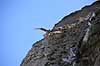 S�lvm�ge. S�lvm�ge (ungfugl) flyver over ride kolonien p� Bulbjerg i s�gen efter bytte Larus argentatus Bulbjerg / Nordjylland   fugle M�gefugle, Laridae, vinger, flyve, flyvning, fugleflugt