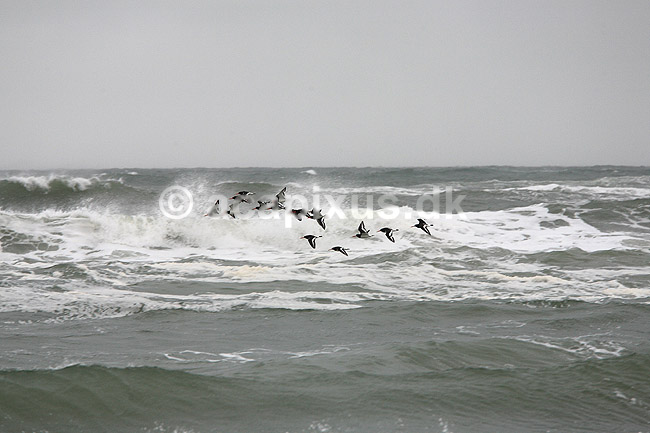 Strandskader. Strandskaderflyver over b�lgerne langs stranden ved Klim; Haematopus ostralegus; Klim Strand; ; ; fugle; Strandskade, Haematopodidae, M�gefugle og vadefugle, Charadriiformes