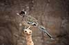 Jordg�g. Jordg�g eller roadrunner Geococcyx california, Geococcyx californianus Rotterdam ZOO (Diergaarde Blijdorp) / Rotterdam Holland  fugle Egentlige g�ge, Cuculidae, G�gefugle, Cuculiformes