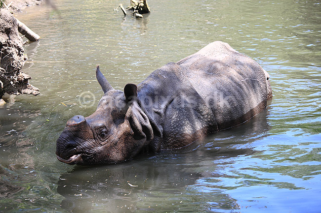 Indisk n�sehorn. Indisk n�sehorn i Rotterdam Zoo; Rhinoceros unicornis; Rotterdam ZOO (Diergaarde Blijdorp) / Rotterdam; Holland; ; pattedyr; Uparrett�ede hovdyr, Perissodactyla