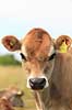Jersey ko. Jersey kalv med nummer i �ret Bos taurus Holb�k strand / Nordjylland Danmark  pattedyr Skedehornede, Bovidae, Parrett�ede hovdyr, Artiodactyla, malkeko, malkek�r, husdyr, landbrug, kalve jersey k�er