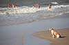 Foxterrier. Foxterrier betragter vandet og de badende p� stranded ved Den Haag i Holland  Kijkduin / Den Haag Holland  pattedyr Rovdyr, Carnivora, Hunde, Canidae, badeliv, strandliv