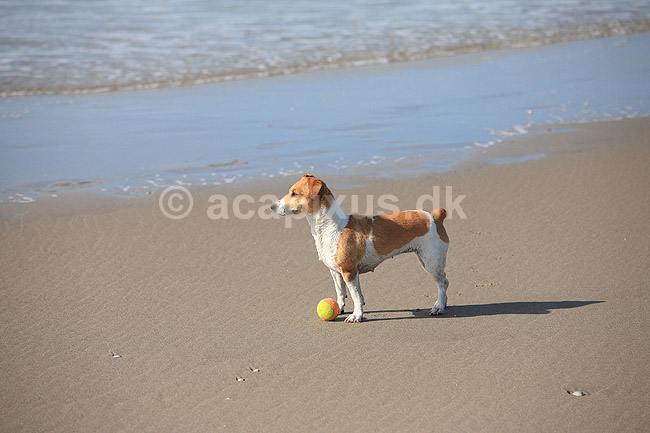 Foxterrier. Foxterrier betragter vandet og de badende p� stranded ved Den Haag i Holland; ; Kijkduin / Den Haag; Holland; ; pattedyr; Rovdyr, Carnivora, Hunde, Canidae, badeliv, strandliv