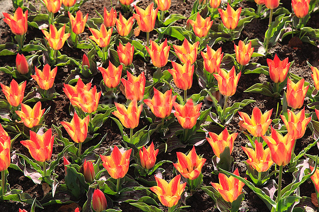 Tulipaner. Tulipaner i Keukenhof Blomsterpark i Holland; Tulipa; Keukenhof; Holland; ; planter; Lilje-familien, Liliaceae, tulipan, blomster, blomst, blomsterpark, blomsterparker, have, havebrug