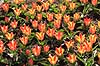 Tulipaner. Tulipaner i Keukenhof Blomsterpark i Holland Tulipa Keukenhof Holland  planter Lilje-familien, Liliaceae, tulipan, blomster, blomst, blomsterpark, blomsterparker, have, havebrug