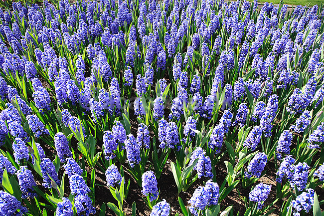 Hyacinther. Hyacinther i Keukenhof Blomsterpark i Holland; Hyacinthus orientalis; Keukenhof; Holland; ; planter; Hyacinth, Lilje-familien, Liliaceae, blomster, blomst, blomsterpark, blomsterparker, have, havebrug