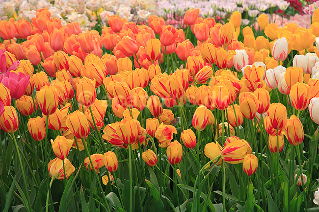 Tulipaner. Tulipaner i Keukenhof Blomsterpark i Holland; Tulipa; Keukenhof; Holland; ; planter; Lilje-familien, Liliaceae, tulipan, blomster, blomst, blomsterpark, blomsterparker, have, havebrug
