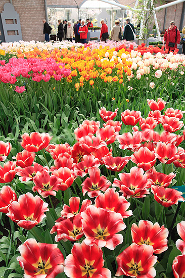 Tulipaner. Tulipaner i Keukenhof Blomsterpark i Holland; Tulipa; Keukenhof; Holland; ; planter; Lilje-familien, Liliaceae, tulipan, blomster, blomst, blomsterpark, blomsterparker, have, havebrug