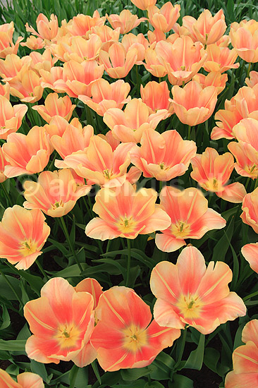 Tulipaner. Tulipaner i Keukenhof Blomsterpark i Holland; Tulipa; Keukenhof; Holland; ; planter; Lilje-familien, Liliaceae, tulipan, blomster, blomst, blomsterpark, blomsterparker, have, havebrug