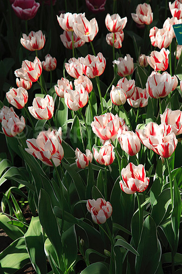 Tulipaner. Tulipaner i Keukenhof Blomsterpark i Holland; Tulipa; Keukenhof; Holland; ; planter; Lilje-familien, Liliaceae, tulipan, blomster, blomst, blomsterpark, blomsterparker, have, havebrug