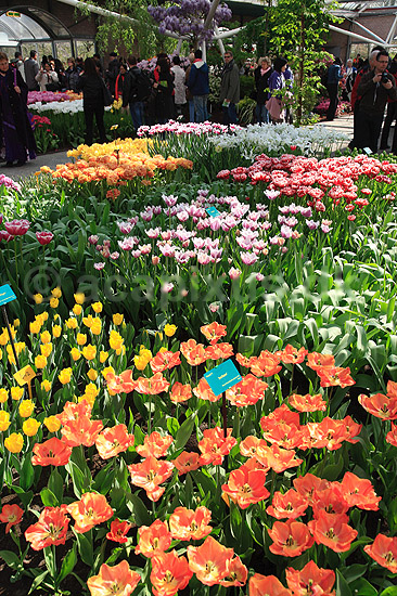 Tulipaner. Tulipaner i Keukenhof Blomsterpark i Holland; Tulipa; Keukenhof; Holland; ; planter; Lilje-familien, Liliaceae, tulipan, blomster, blomst, blomsterpark, blomsterparker, have, havebrug