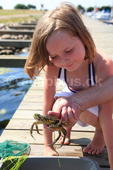 Krabbefanger. Pige studerer krabbe fanget p� havnemolen i Holb�k Havn - men vil IKKE r�rre; ; Holb�k Havn / Holb�k; Danmark; ; ; Krabber, fritid, ferie, havne, havneliv, ferieliv