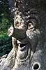 Efteling. Eventyrstr�et (Sprookjesboom) i Eventyrskoven (Sprookjesbos) i Efteling forlystelsesparken i Holland  Efteling / Kaatsheuvel Holland   The Netherlands, forlystelsesparker