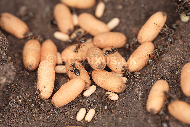 Havemyre. Havemyrer arbejder med �g og pupper i myrebo; Lasius niger; ; ; ; Insekter; Myre, myrer, forplantning, metamorfose, metamorphose, Formicidae