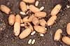 Havemyre. Havemyrer arbejder med �g og pupper i myrebo Lasius niger    Insekter Myre, myrer, forplantning, metamorfose, metamorphose, Formicidae
