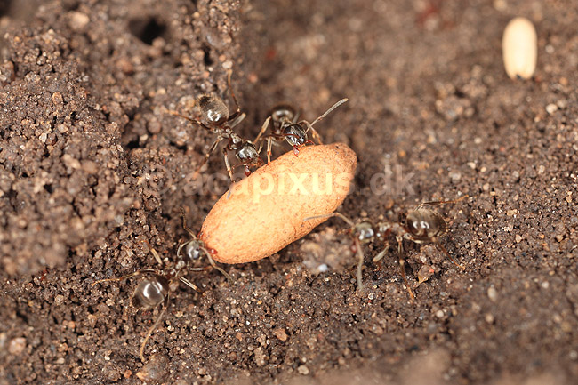 Havemyre. Havemyrer arbejder med �g og pupper i myrebo; Lasius niger; ; ; ; Insekter; Myre, myrer, forplantning, metamorfose, metamorphose, Formicidae