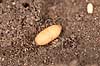 Havemyre. Havemyrer arbejder med �g og pupper i myrebo Lasius niger    Insekter Myre, myrer, forplantning, metamorfose, metamorphose, Formicidae