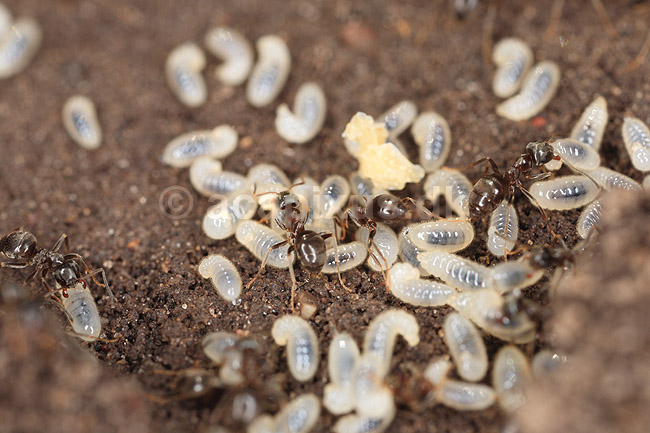 Havemyre. Havemyrer arbejder med �g og pupper i myrebo; Lasius niger; ; ; ; Insekter; Myre, myrer, forplantning, metamorfose, metamorphose, Formicidae