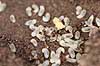 Havemyre. Havemyrer arbejder med �g og pupper i myrebo Lasius niger    Insekter Myre, myrer, forplantning, metamorfose, metamorphose, Formicidae