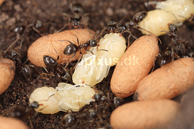 Havemyre. Havemyrer arbejder med �g og pupper i myrebo; Lasius niger; ; ; ; Insekter; Myre, myrer, forplantning, metamorfose, metamorphose, Formicidae