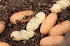 Havemyre. Havemyrer arbejder med �g og pupper i myrebo Lasius niger    Insekter Myre, myrer, forplantning, metamorfose, metamorphose, Formicidae
