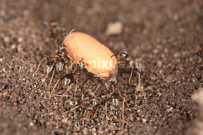Havemyre. Havemyrer arbejder med �g og pupper i myrebo; Lasius niger; ; ; ; Insekter; Myre, myrer, forplantning, metamorfose, metamorphose, Formicidae