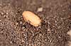 Havemyre. Havemyrer arbejder med �g og pupper i myrebo Lasius niger    Insekter Myre, myrer, forplantning, metamorfose, metamorphose, Formicidae