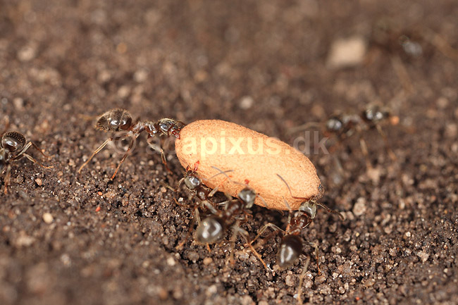 Havemyre. Havemyrer arbejder med �g og pupper i myrebo; Lasius niger; ; ; ; Insekter; Myre, myrer, forplantning, metamorfose, metamorphose, Formicidae