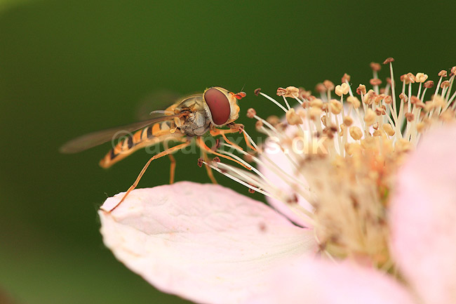 Svirreflue. Svirreflue p� blomst; Episyrphus balteatus; ; ; ; insekter; fluer, flyve, flyvning, vinger, Svirrefluer, sv�vefluer, Syrphidae, Tovinger, Diptera, pollen, st�vdrager, st�vdragere