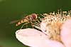 Svirreflue. Svirreflue p� blomst Episyrphus balteatus    insekter fluer, flyve, flyvning, vinger, Svirrefluer, sv�vefluer, Syrphidae, Tovinger, Diptera, pollen, st�vdrager, st�vdragere