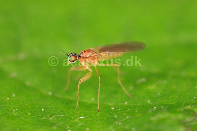 Flue. ; ; ; ; ; insekter; fluer, flyve,Tovinger, Diptera