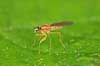 Flue.      insekter fluer, flyve,Tovinger, Diptera