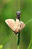 R�dbenet Bredt�ge. Nymfe af R�dbenet Bredt�ge suger n�ring fra bytte - en natsv�rmer Pentatoma rufibes    insekter T�ge, t�ger, bredt�ger, n�bmundede, Heteroptera, byttedyr, f�dek�de, f�dek�den, rovdyr, blodsuger