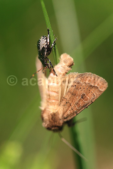 R�dbenet Bredt�ge. Nymfe af R�dbenet Bredt�ge suger n�ring fra bytte - en natsv�rmer; Pentatoma rufibes; ; ; ; insekter; T�ge, t�ger, bredt�ger, n�bmundede, Heteroptera, byttedyr, f�dek�de, f�dek�den, rovdyr, blodsuger