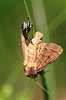 R�dbenet Bredt�ge. Nymfe af R�dbenet Bredt�ge suger n�ring fra bytte - en natsv�rmer Pentatoma rufibes    insekter T�ge, t�ger, bredt�ger, n�bmundede, Heteroptera, byttedyr, f�dek�de, f�dek�den, rovdyr, blodsuger