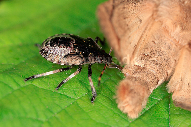R�dbenet Bredt�ge. Nymfe af R�dbenet Bredt�ge suger n�ring fra bytte - en natsv�rmer; Pentatoma rufibes; ; ; ; insekter; T�ge, t�ger, bredt�ger, n�bmundede, Heteroptera, byttedyr, f�dek�de, f�dek�den, rovdyr, blodsuger