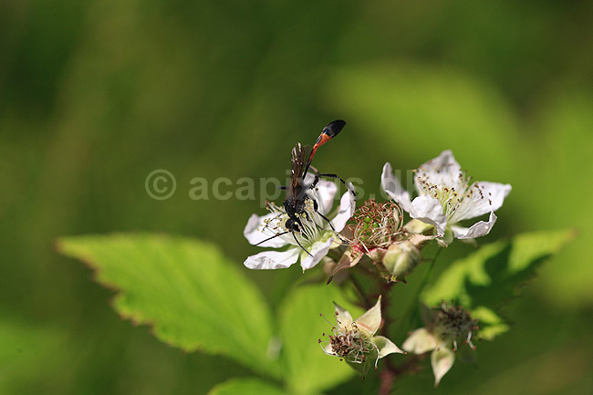 Snyltehveps. Snyltehveps p� blomst; Ichneumon suspiciosus; ; ; ; insekter; Snyltehvepse, Ichneomonidae, �revingede, Hymenoptera