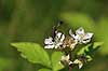 Snyltehveps. Snyltehveps p� blomst Ichneumon suspiciosus    insekter Snyltehvepse, Ichneomonidae, �revingede, Hymenoptera