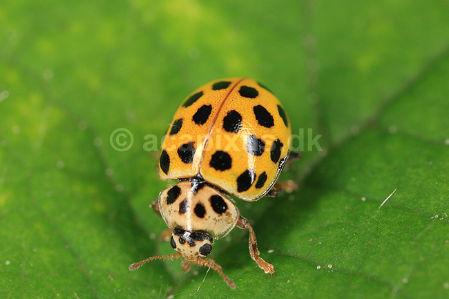 Marieh�ne. 22-prikket Marieh�ne; Thea 22-punctata; ; ; ; insekter; Marieh�ns, Cocconilidae, bille, biller