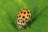 Marieh�ne. 22-prikket Marieh�ne Thea 22-punctata    insekter Marieh�ns, Cocconilidae, bille, biller