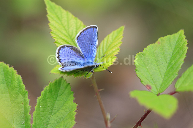 Bl�fugl. Almindelig bl�fugl; Polyommatus icarus; ; ; ; insekter; Bl�fugle, Lycaenidae, Sommerfugle, Lepidoptera