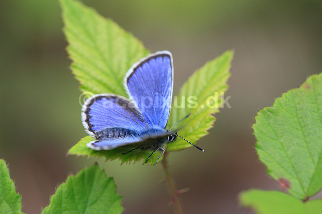 Bl�fugl. Almindelig bl�fugl; Polyommatus icarus; ; ; ; insekter; Bl�fugle, Lycaenidae, Sommerfugle, Lepidoptera