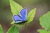 Bl�fugl. Almindelig bl�fugl Polyommatus icarus    insekter Bl�fugle, Lycaenidae, Sommerfugle, Lepidoptera