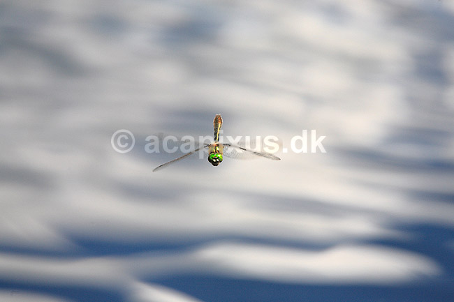 Guldsmed. Gr�n guldsmed flyver over s�ens vande; Cordulia aenea; H�kens�sen; Sverige; ; insekter; �gte guldsmede, Anisoptera, flyvning, vinger