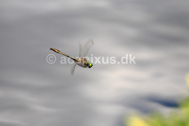 Guldsmed. Gr�n guldsmed flyver over s�ens vande; Cordulia aenea; H�kens�sen; Sverige; ; insekter; �gte guldsmede, Anisoptera, flyvning, vinger
