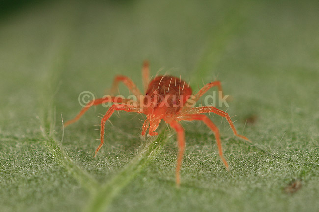 Rovmide. R�d rovmide p� blad; Phytoseiulus persimilis; ; ; ; spindlere; Mider, mide, Acarina, Arachnida, rovmider