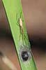 Stavedderkop. Stavedderkop p� sivblad ved �ggeklump Tetragnatha spec. H�kens�s Sverige  spindlere Tetragnathidae, edderkopper, Stavedderkopper,  Arachnida